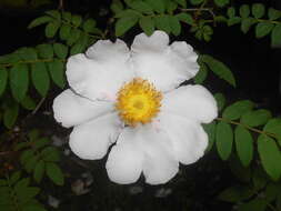 Image of chestnut rose