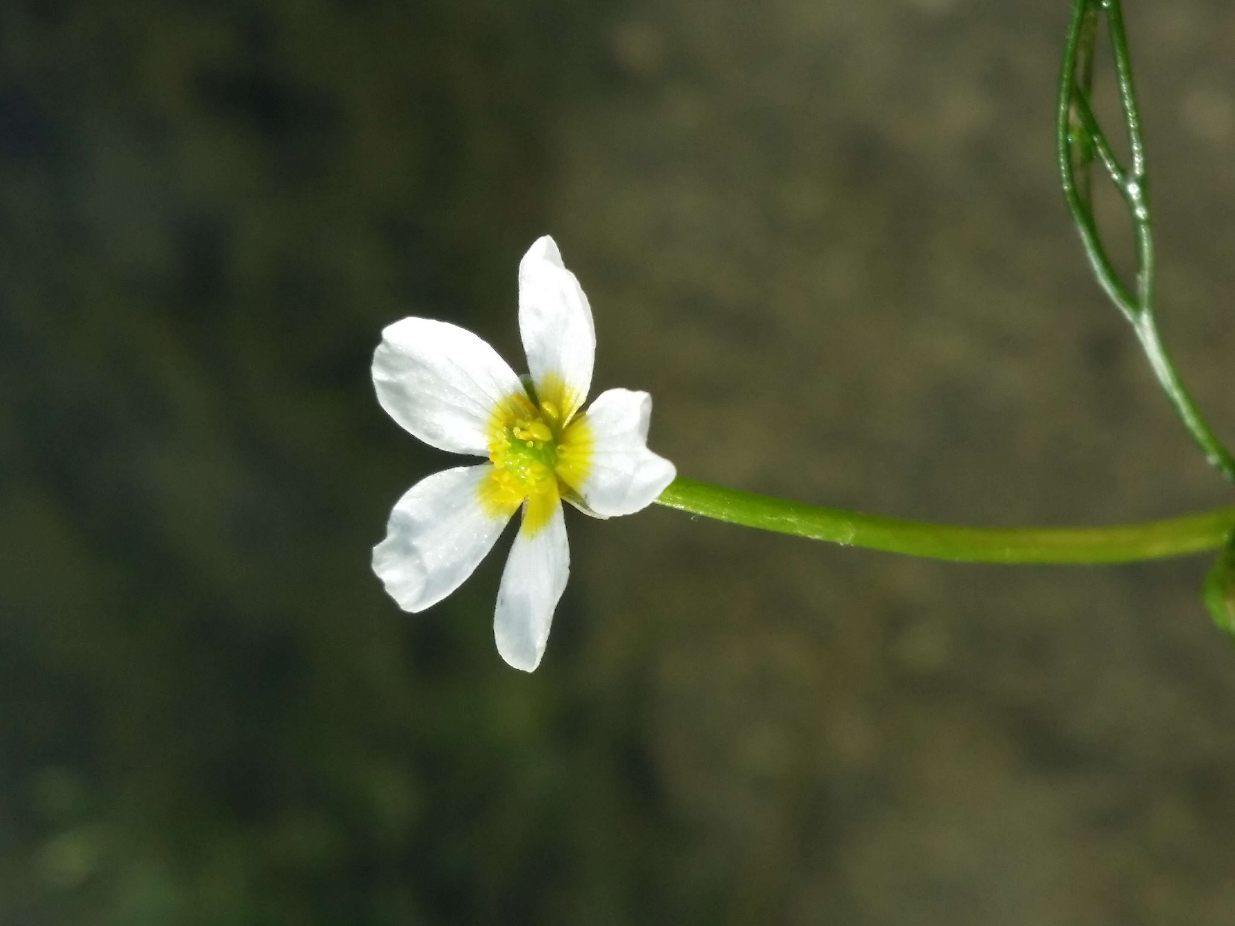 Слика од Ranunculus trichophyllus Chaix