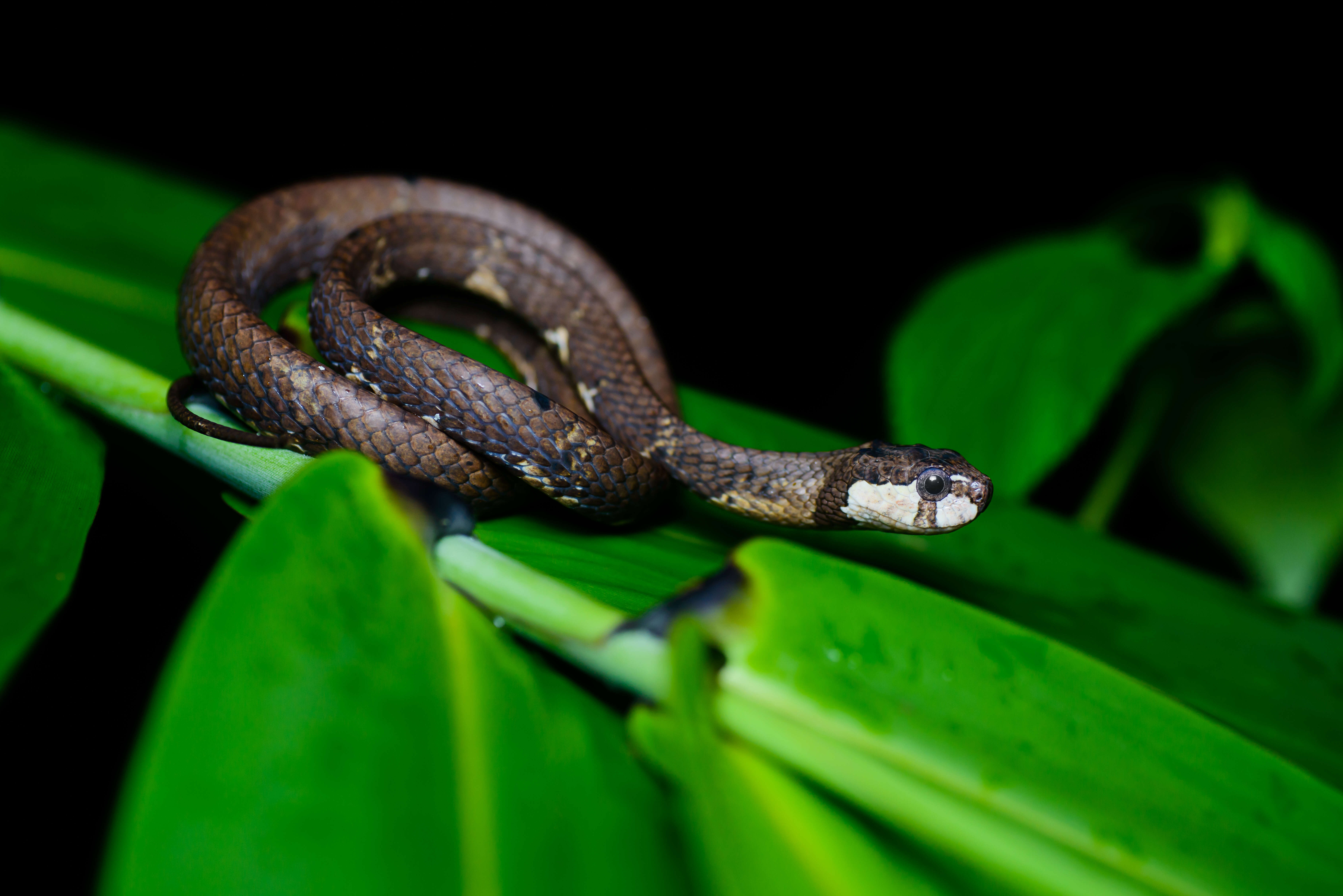 Image of Blunt-head Slug Snake