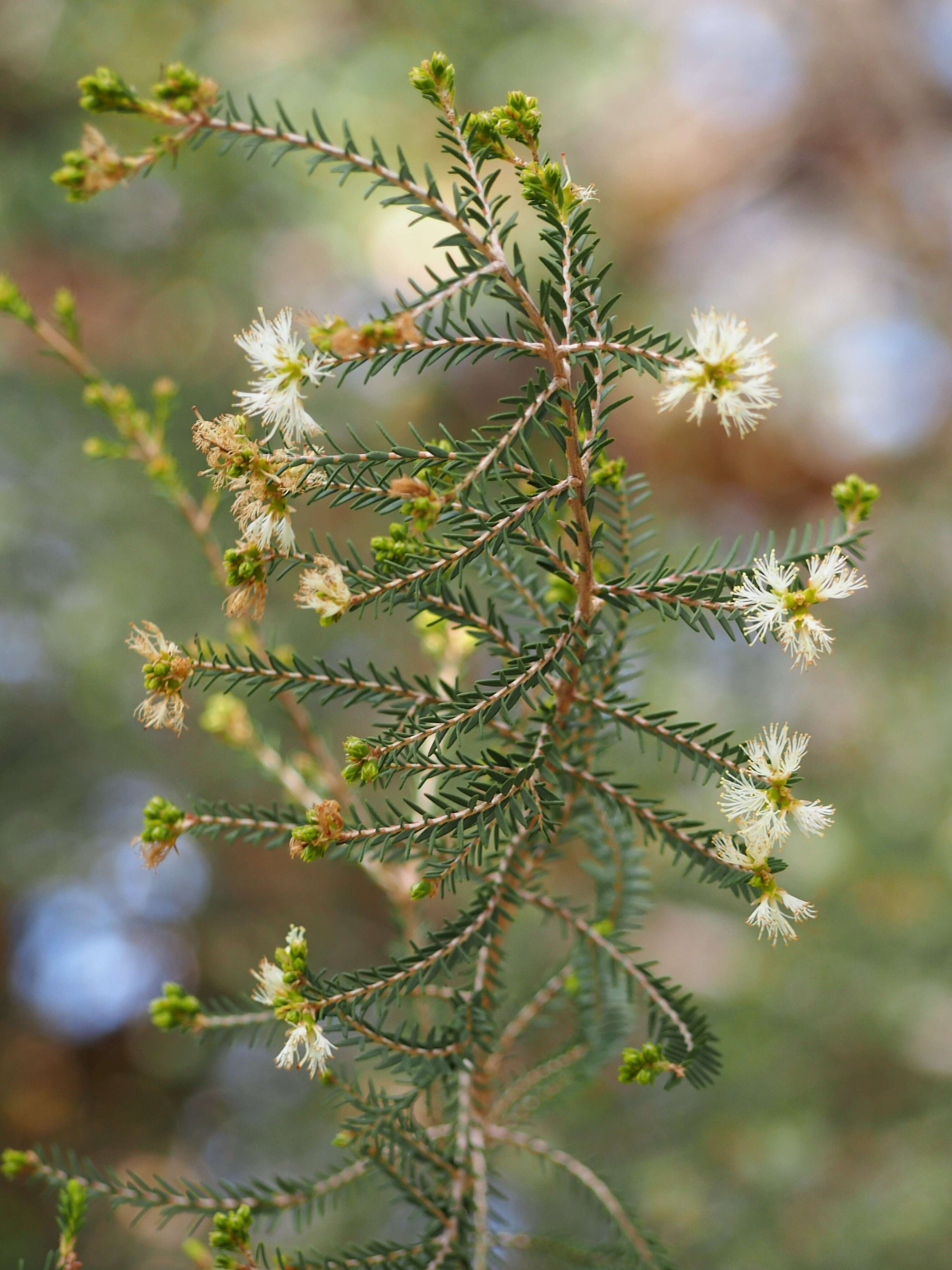 Image of Melaleuca pustulata Hook. fil.