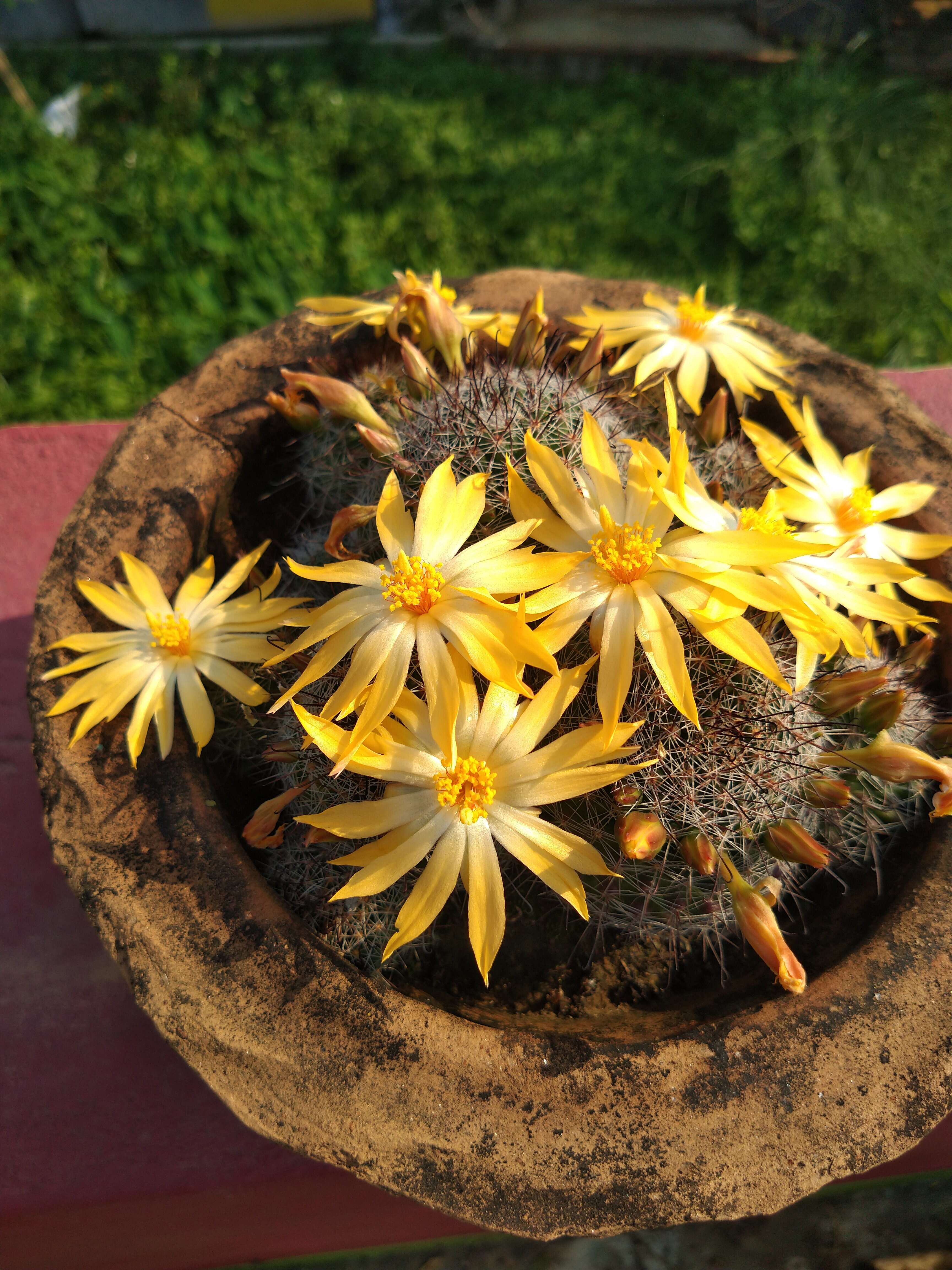 Image de Mammillaria beneckei Ehrenb.