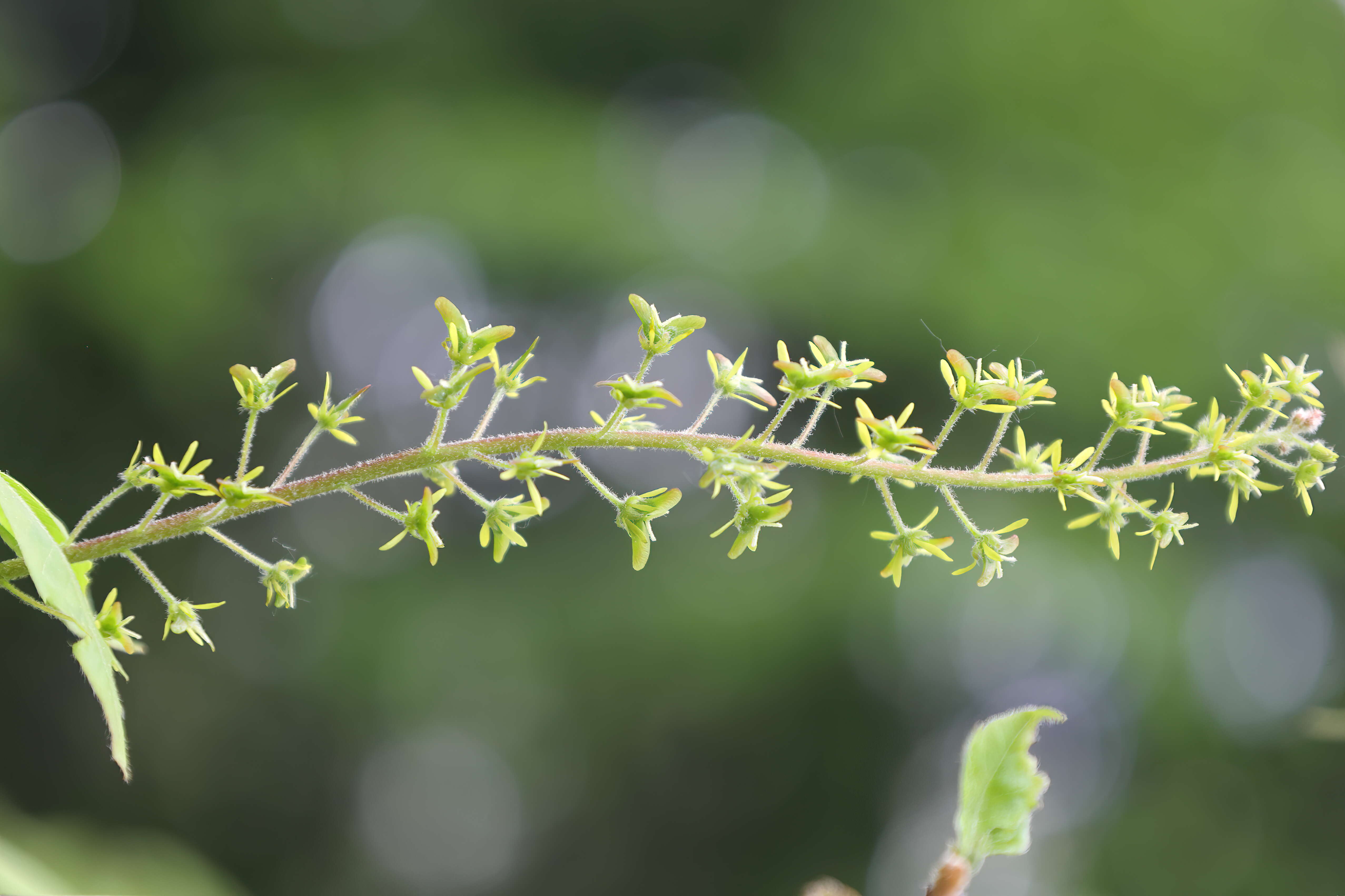 Image de Érable à feuille de vigne