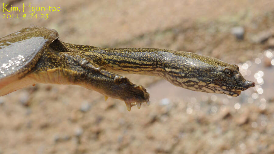 Image of Northern Chinese softshell turtle