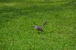 Image of Long-tailed Mockingbird