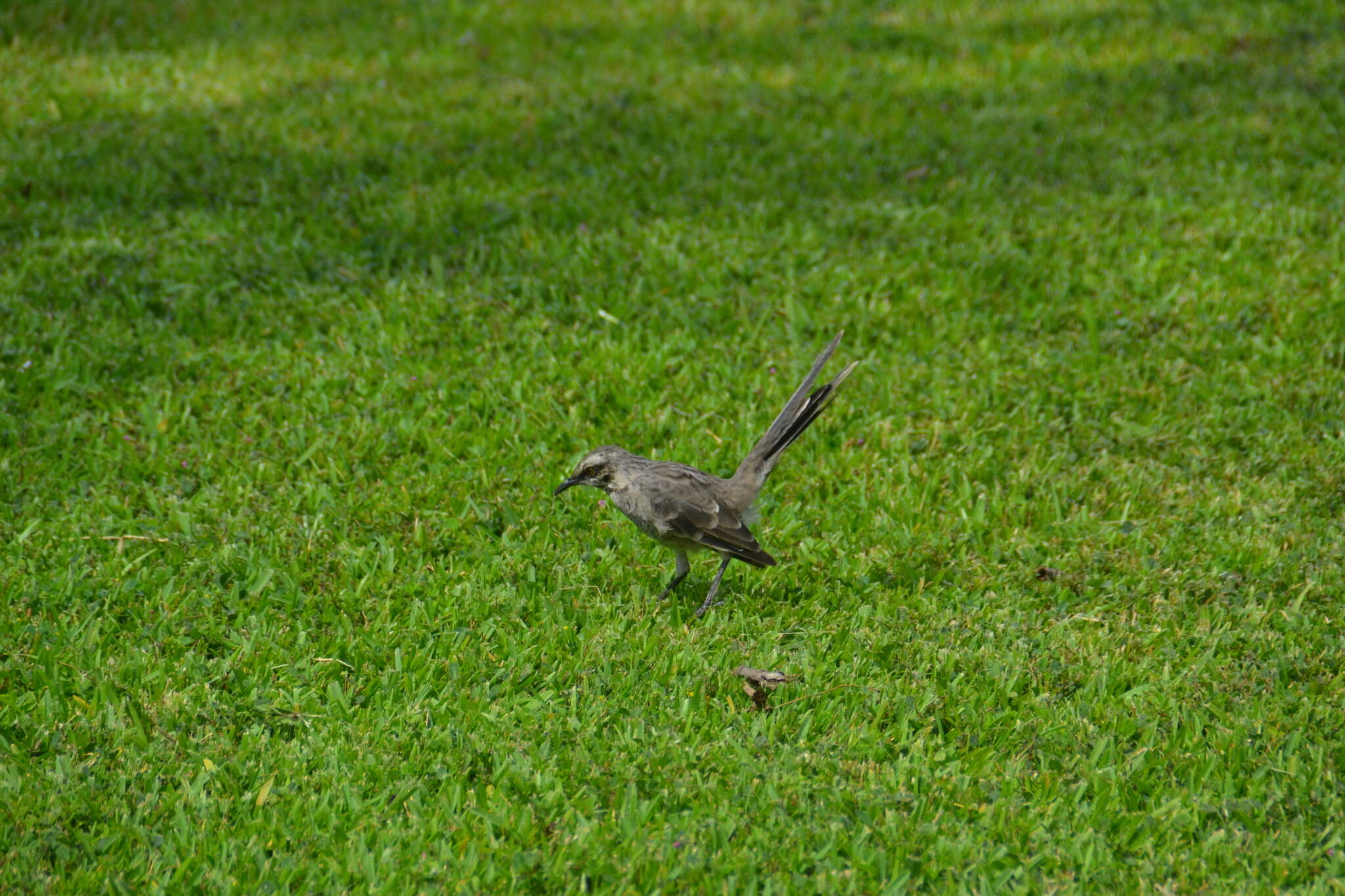 Image of Long-tailed Mockingbird