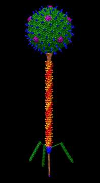 Image of Escherichia virus T5