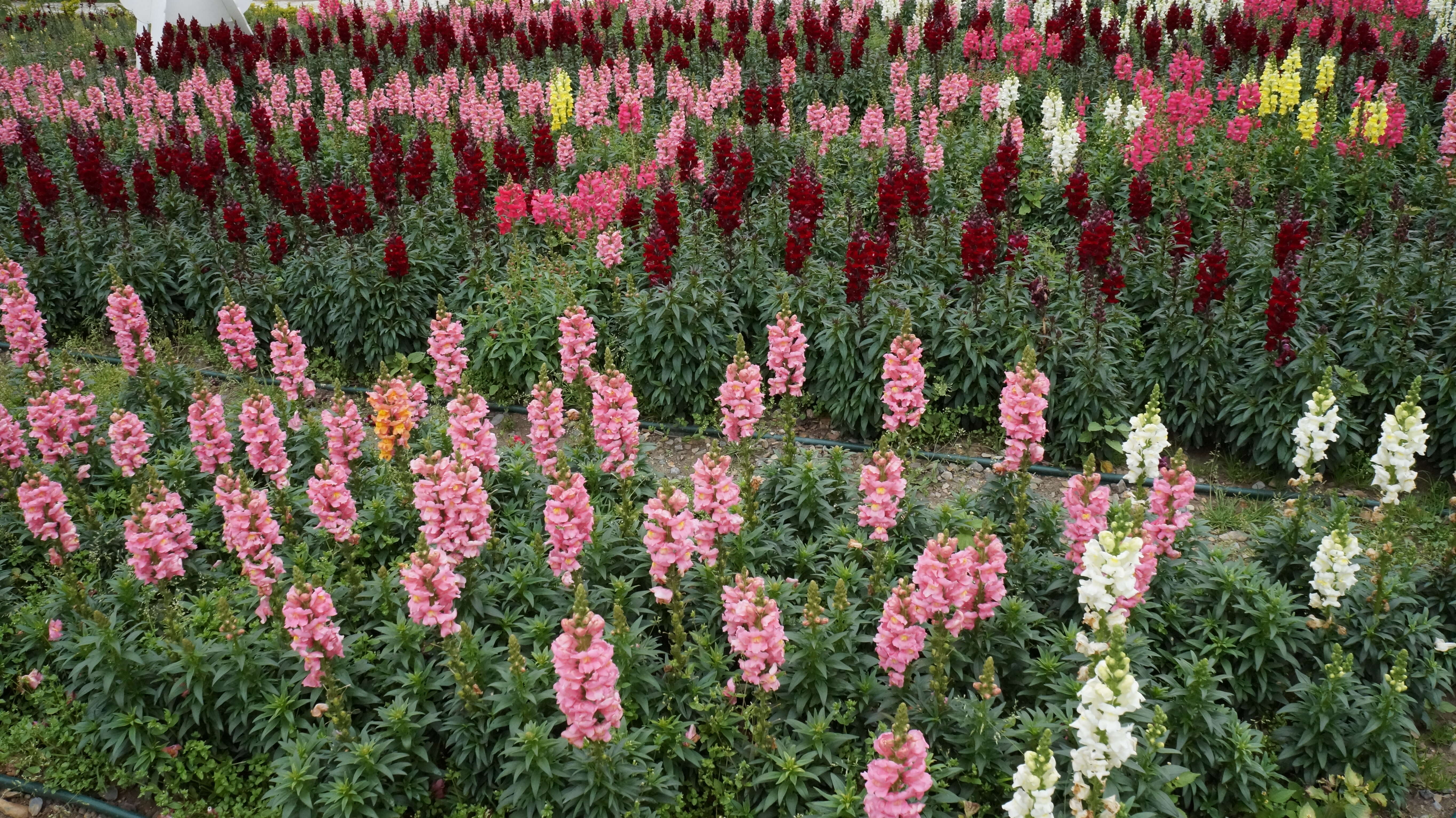 Image of garden snapdragon