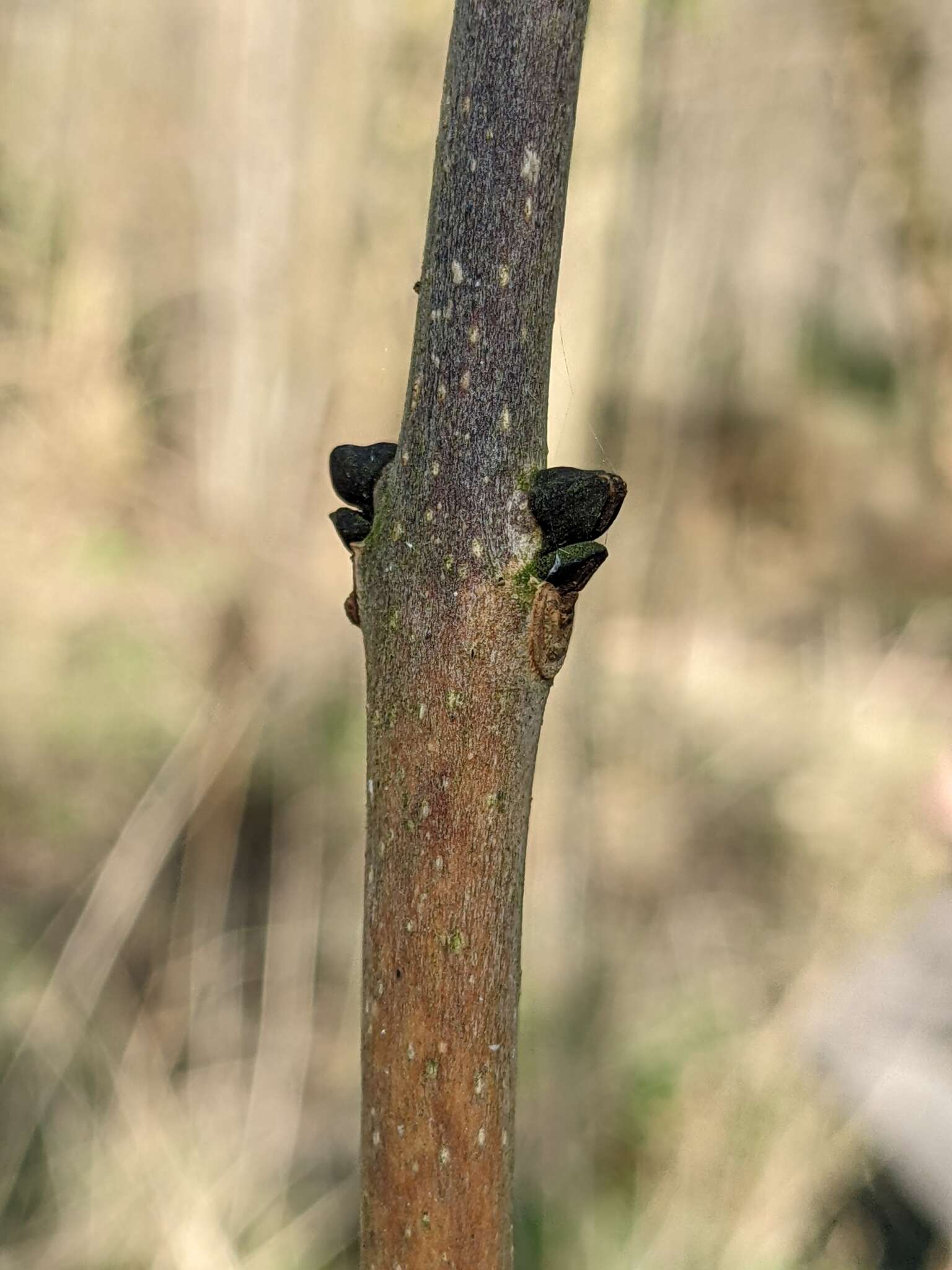 Image of Hymenoscyphus fraxineus (T. Kowalski) Baral, Queloz & Hosoya 2014