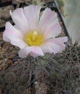 Imagem de Tephrocactus alexanderi (Britton & Rose) Backeb.