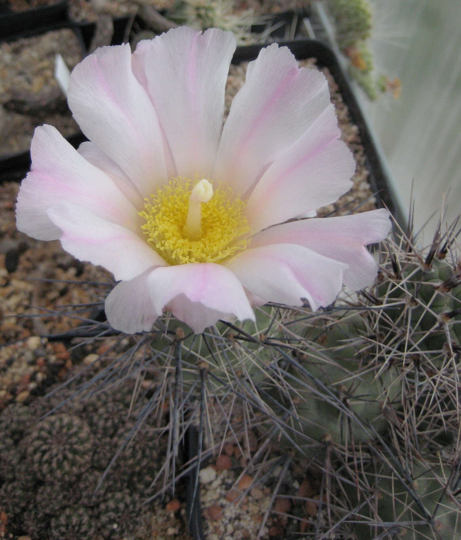 Image of Tephrocactus alexanderi (Britton & Rose) Backeb.