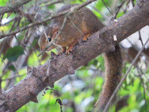 Image of Ochre Bush Squirrel