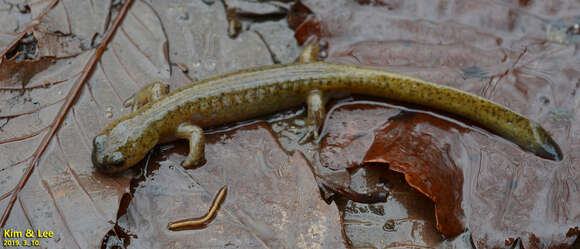 Image de Hynobius quelpaertensis Mori 1928