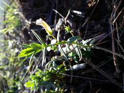 Image de Gratiole Officinale