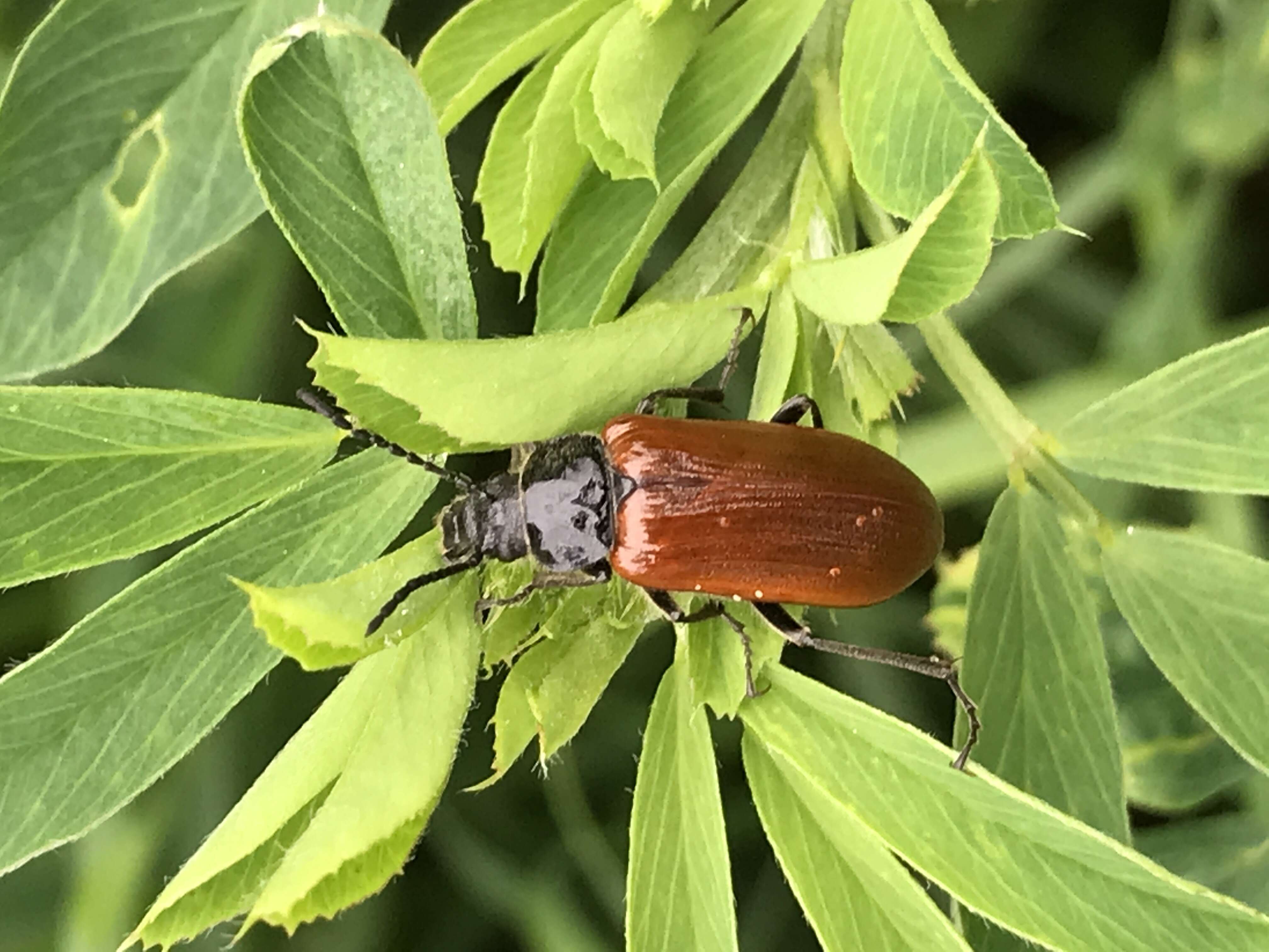 Слика од Omophlus lepturoides