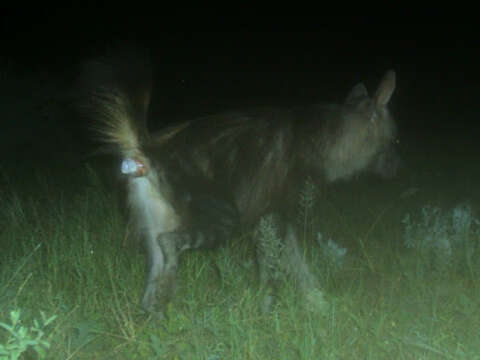 Image of Brown Hyena -- Brown Hyaena