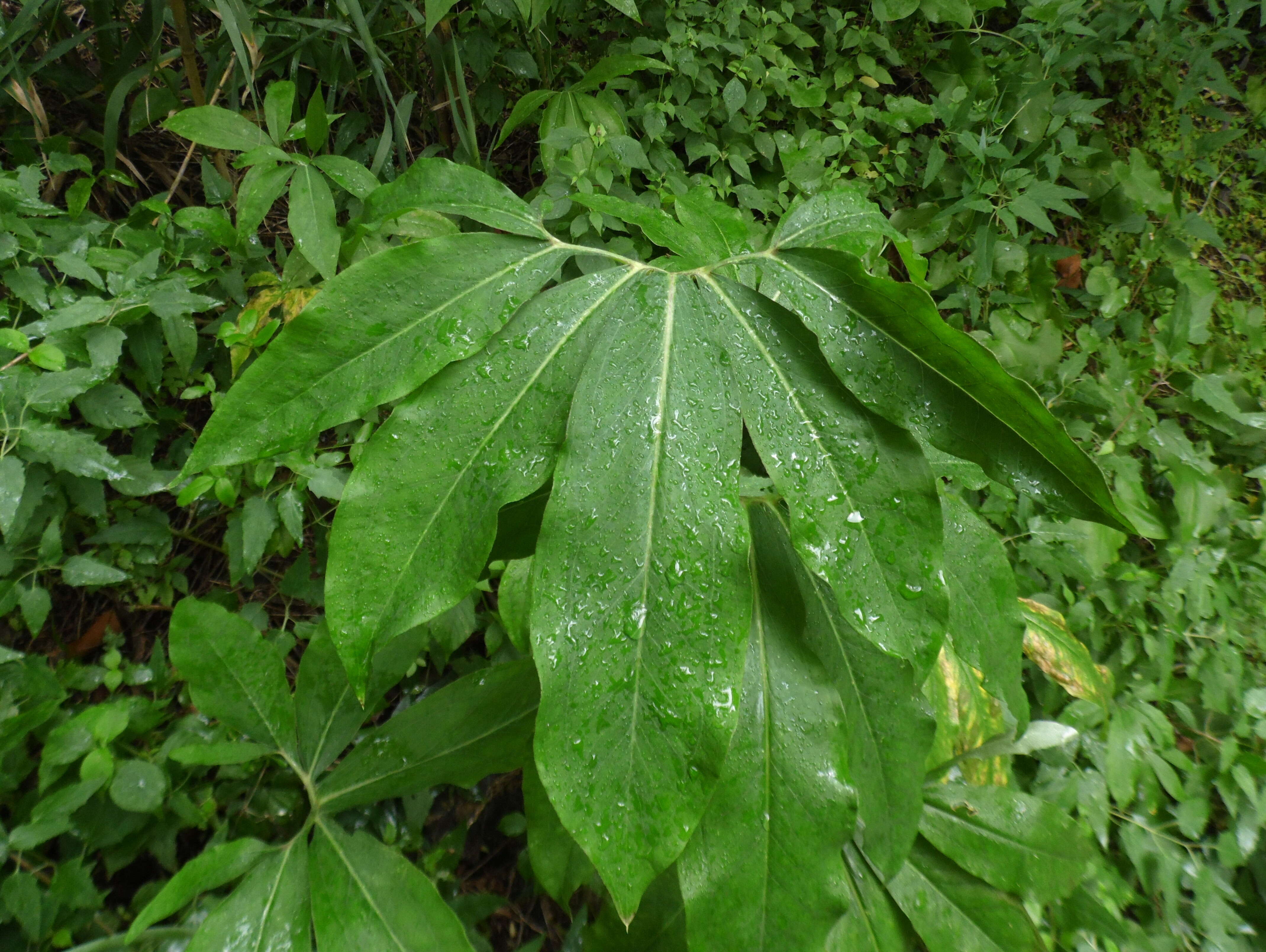 Image de Dracunculus canariensis Kunth