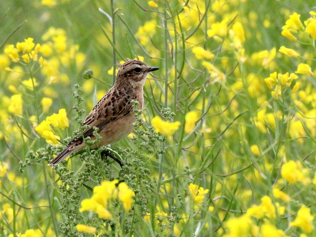 Image of Whinchat