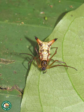 Image of Micrathena sanctispiritus Brignoli 1983