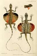 Image of Draco Lizards