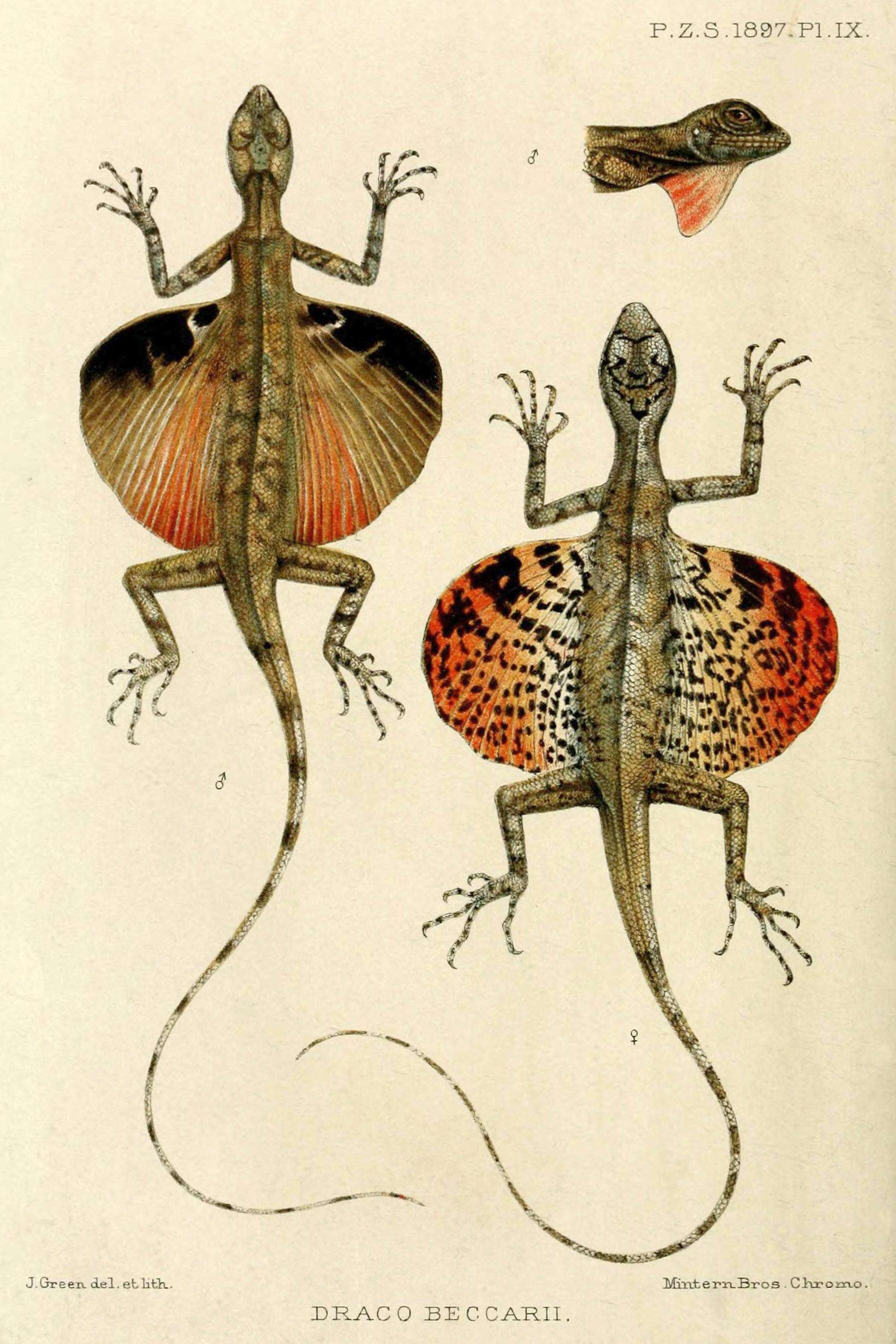 Sivun Draco Linnaeus 1758 kuva