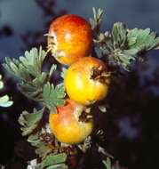 Image de Crataegus pycnoloba Boiss. & Heldr.