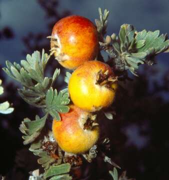 Crataegus pycnoloba Boiss. & Heldr. resmi