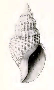 Image of Propebela mitrata (Dall 1919)