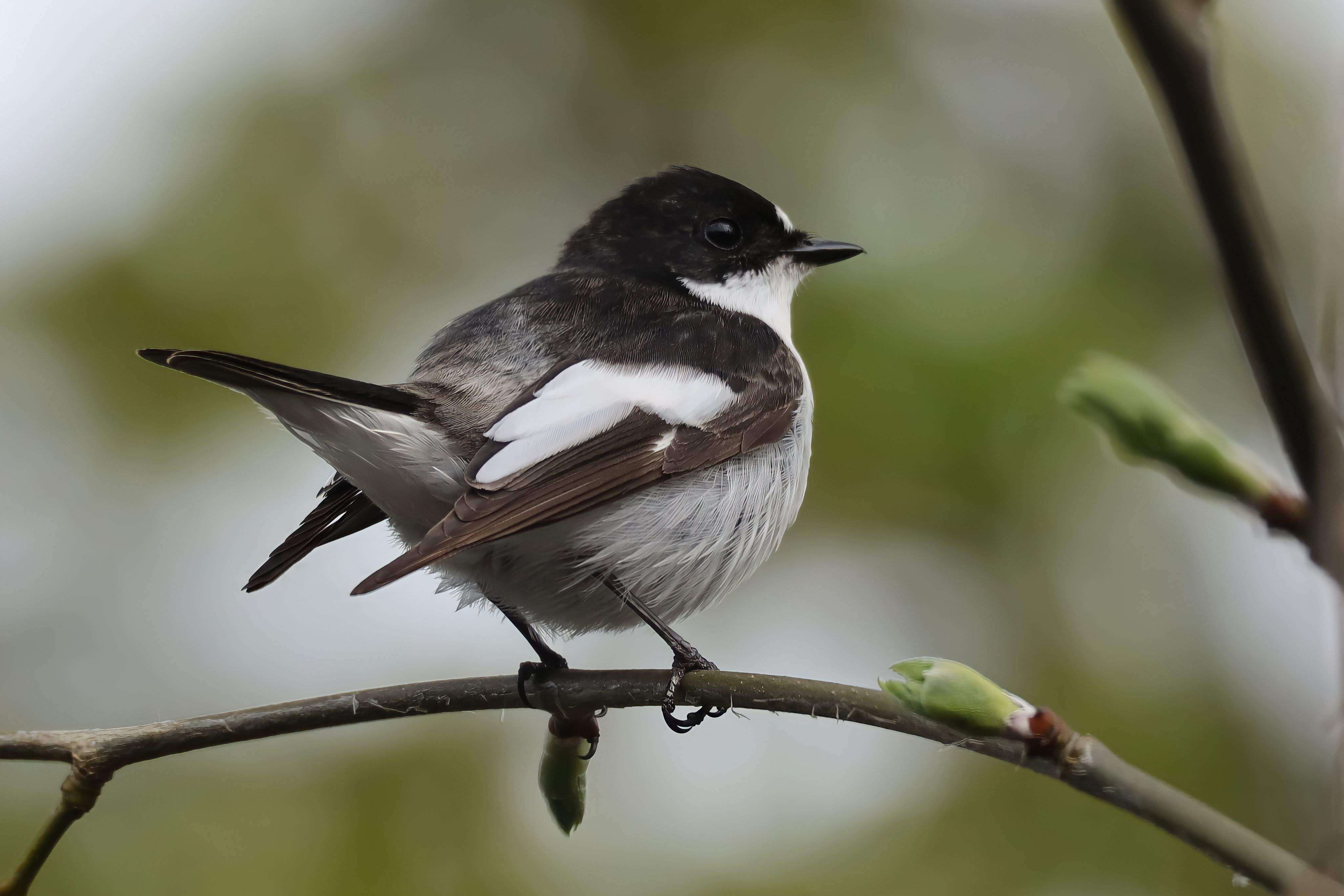 Image of European Pied Flycatcher