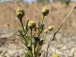 Imagem de Matricaria occidentalis Greene