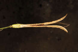 Image of redwhisker clammyweed