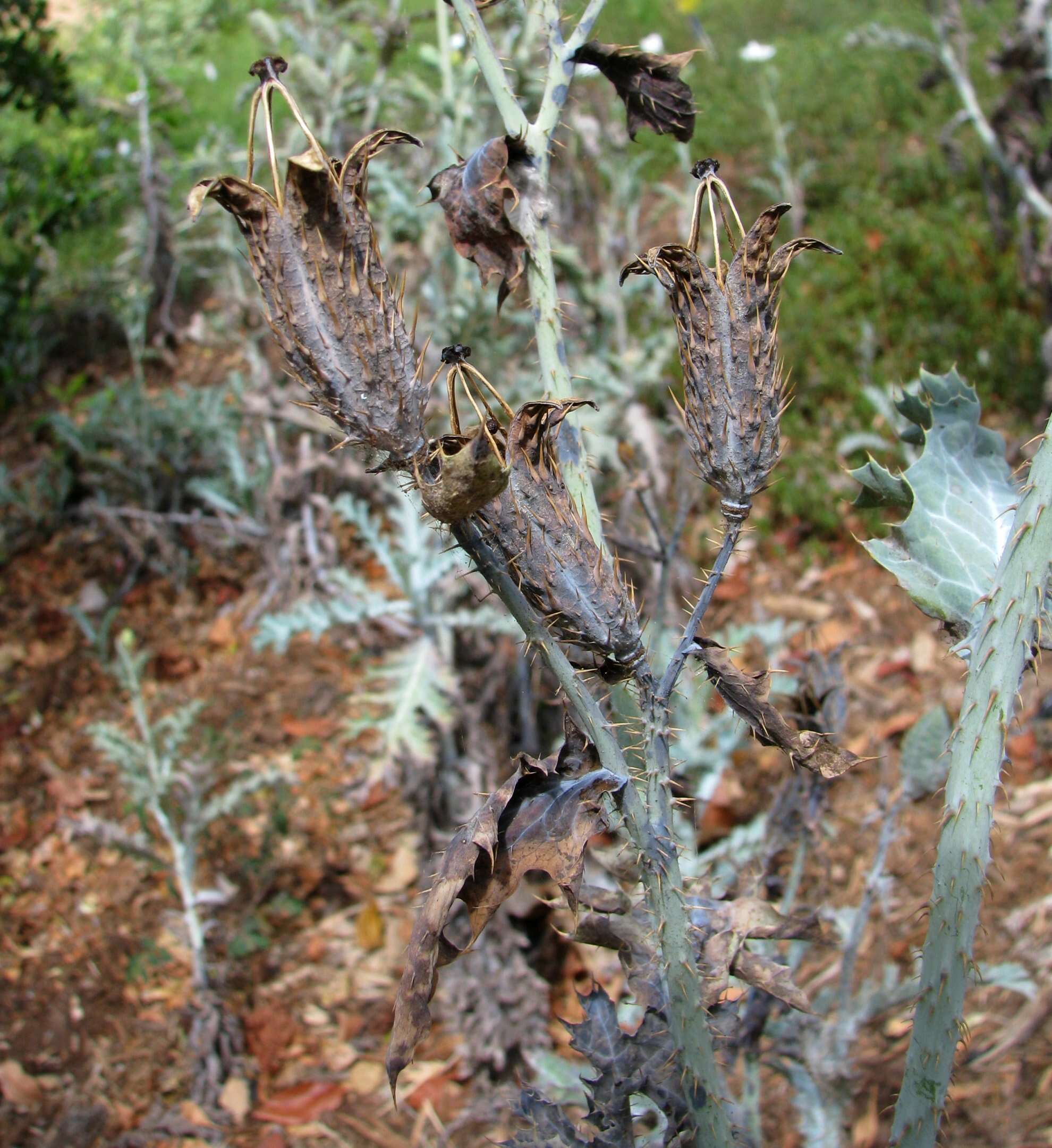 Image of Hawaiian prickly poppy