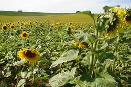 Image de tournesol