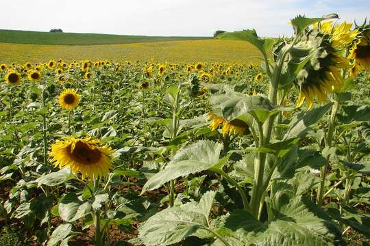 Image of common sunflower