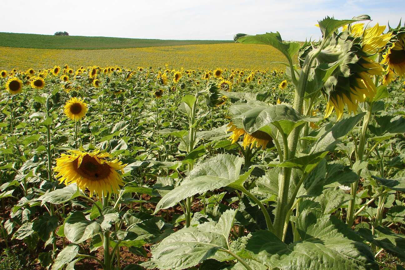 Image de tournesol