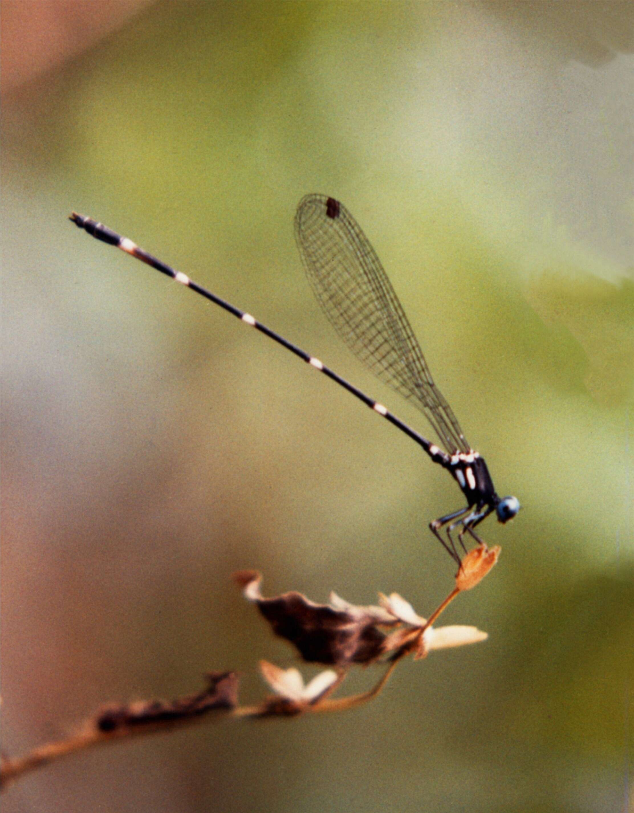 Image of Risiocnemis seidenschwarzi Hämäläinen 2000