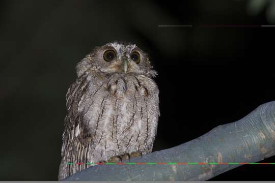 Image of Balsas Screech Owl