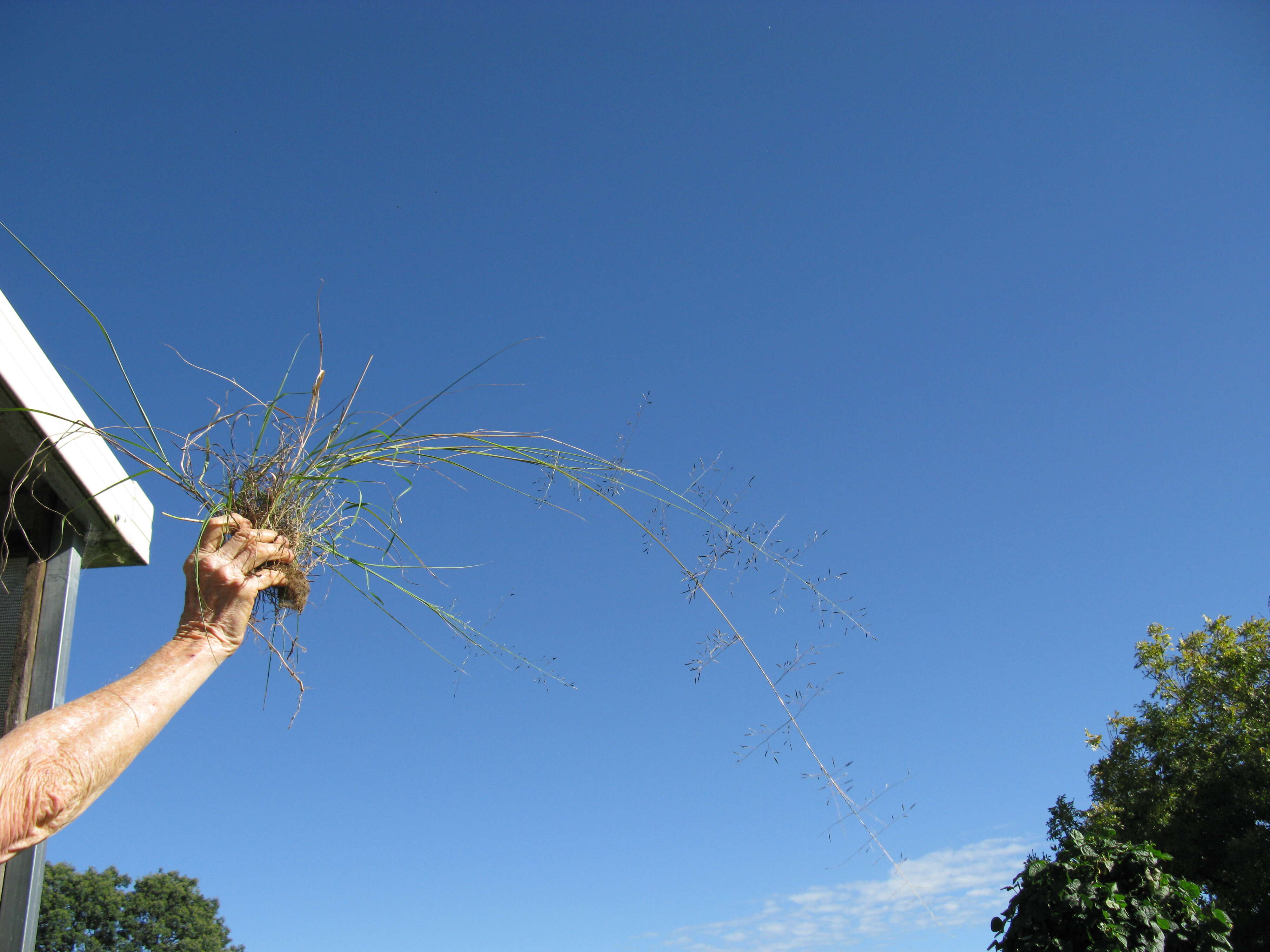 Image de Eragrostis leptostachya (R. Br.) Steud.