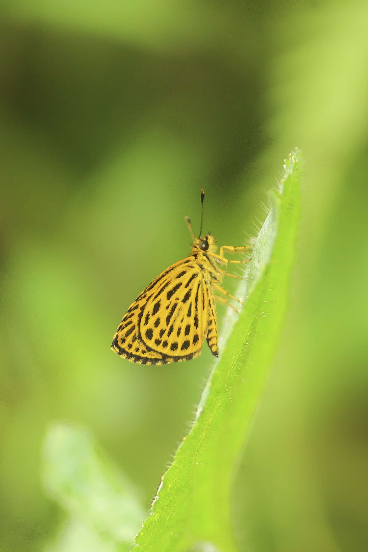 Image of Ampittia subvittatus