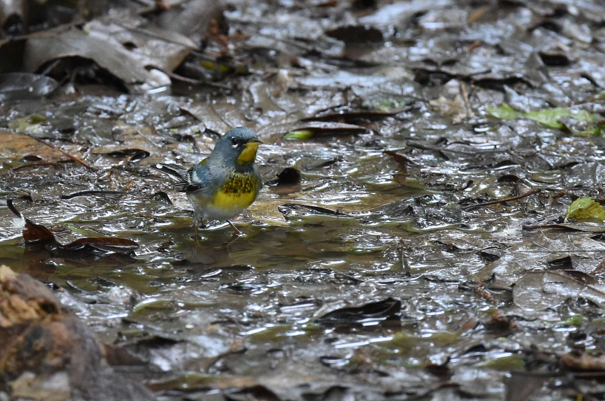 Image of Northern Parula