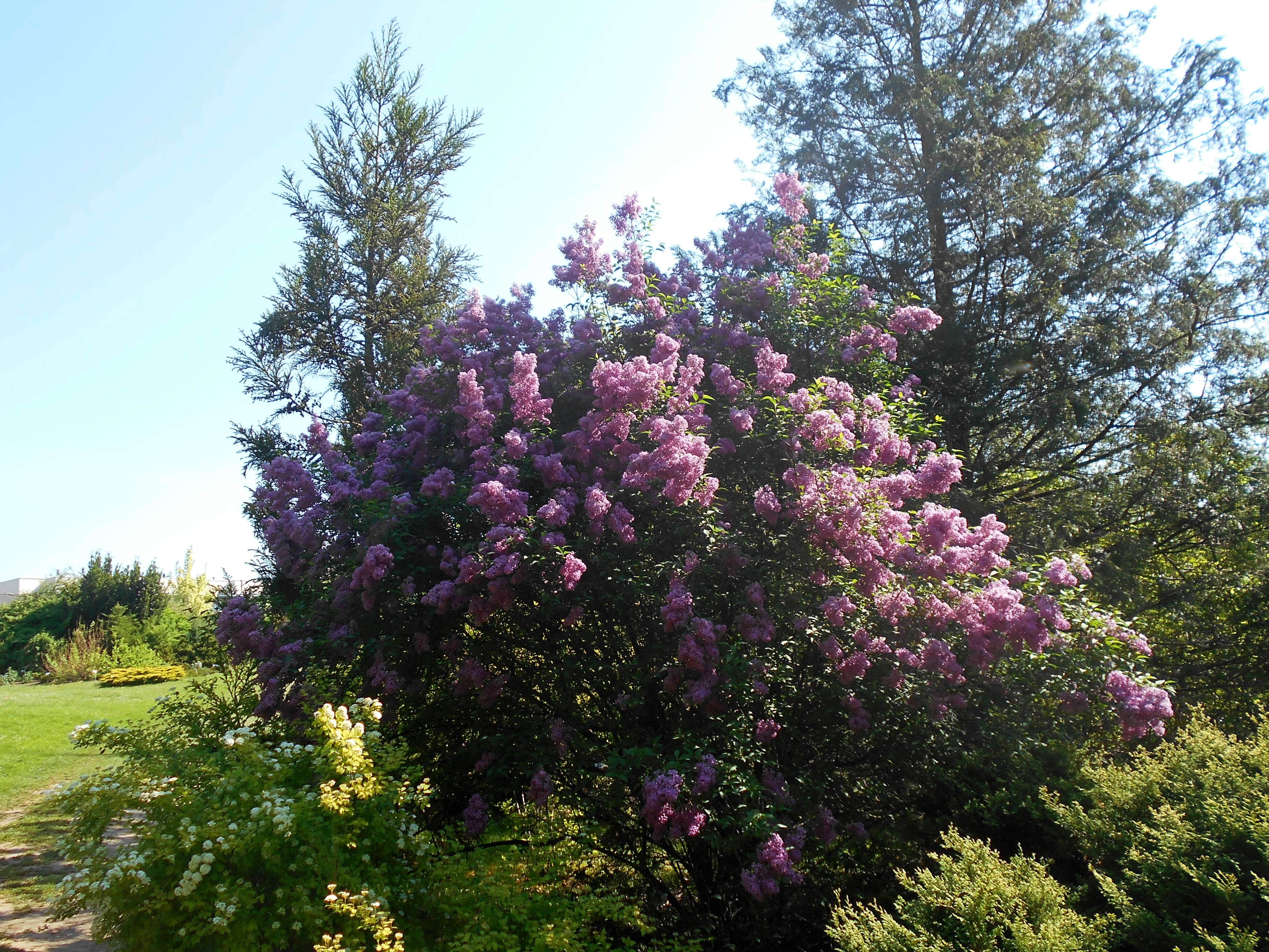 Image de Syringa chinensis Willd.