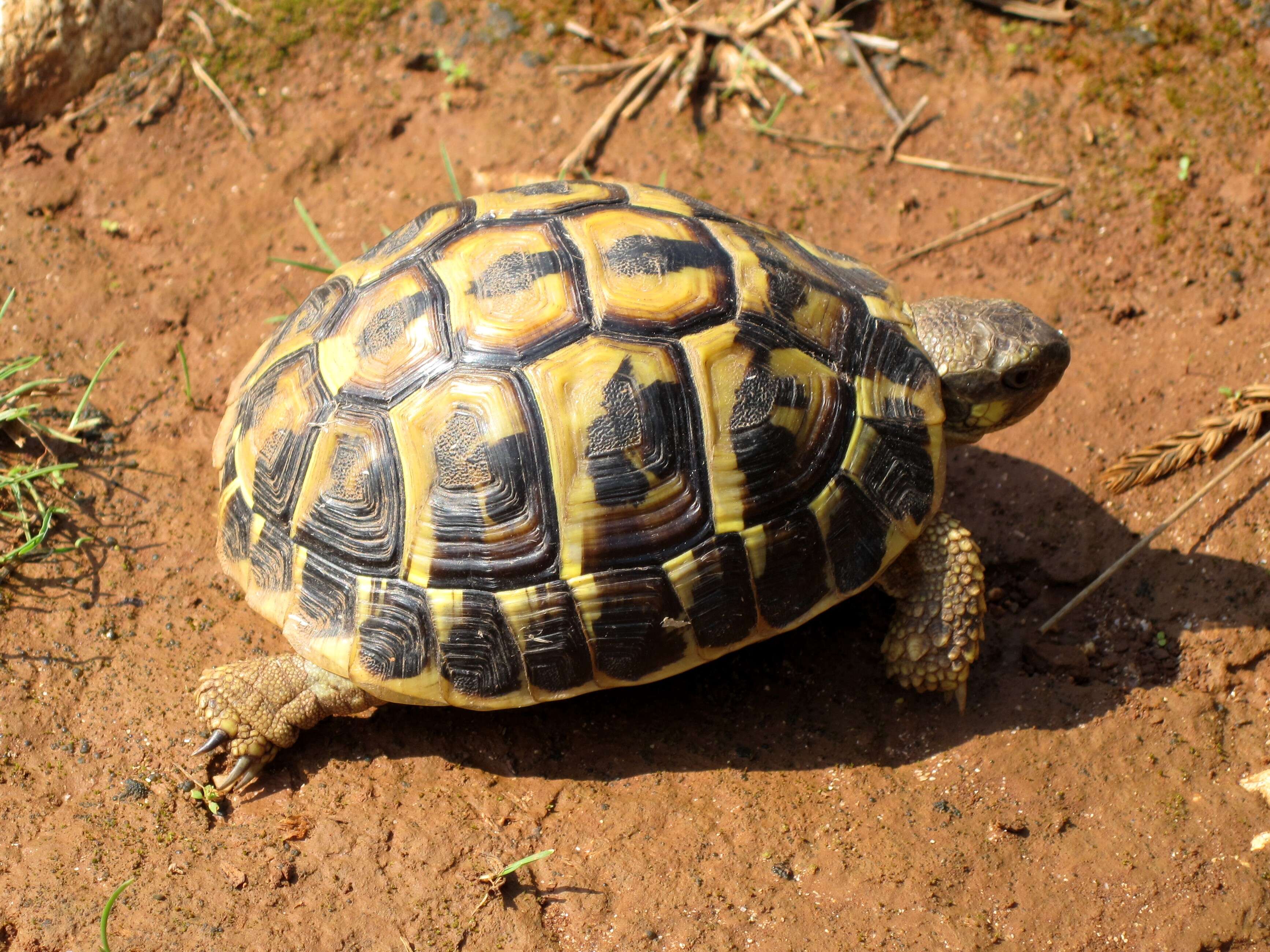 صورة Testudo hermanni hermanni Gmelin 1789