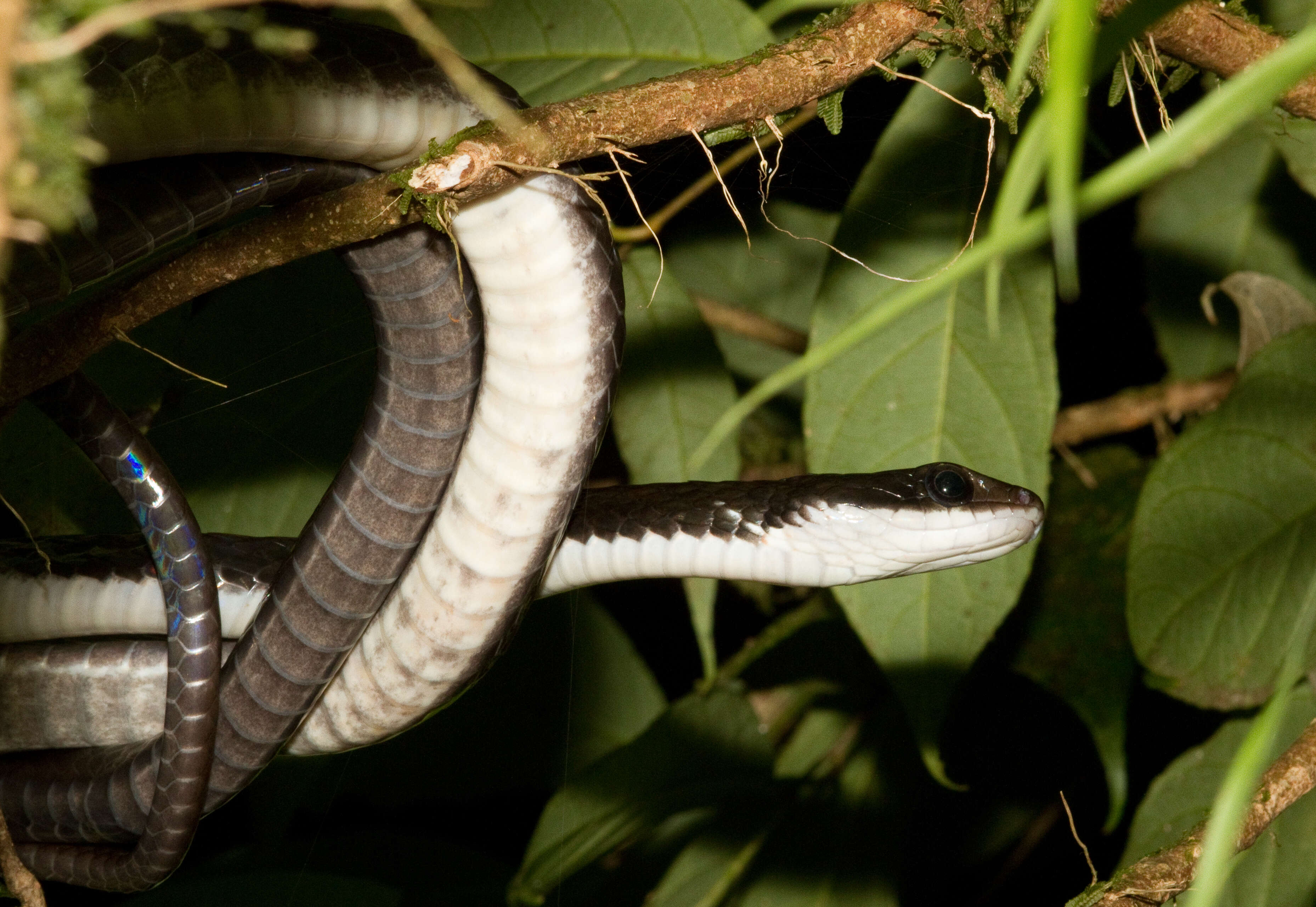 Image of Ecuador Sipo