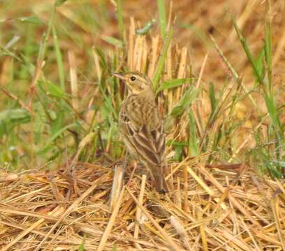 Image of Tree Pipit