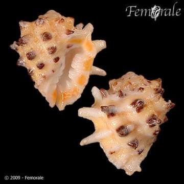 Image of <i>Drupa ricinus arachnoides</i> Lamarck 1816