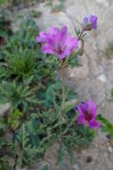 Image of Tuberous Cranesbill