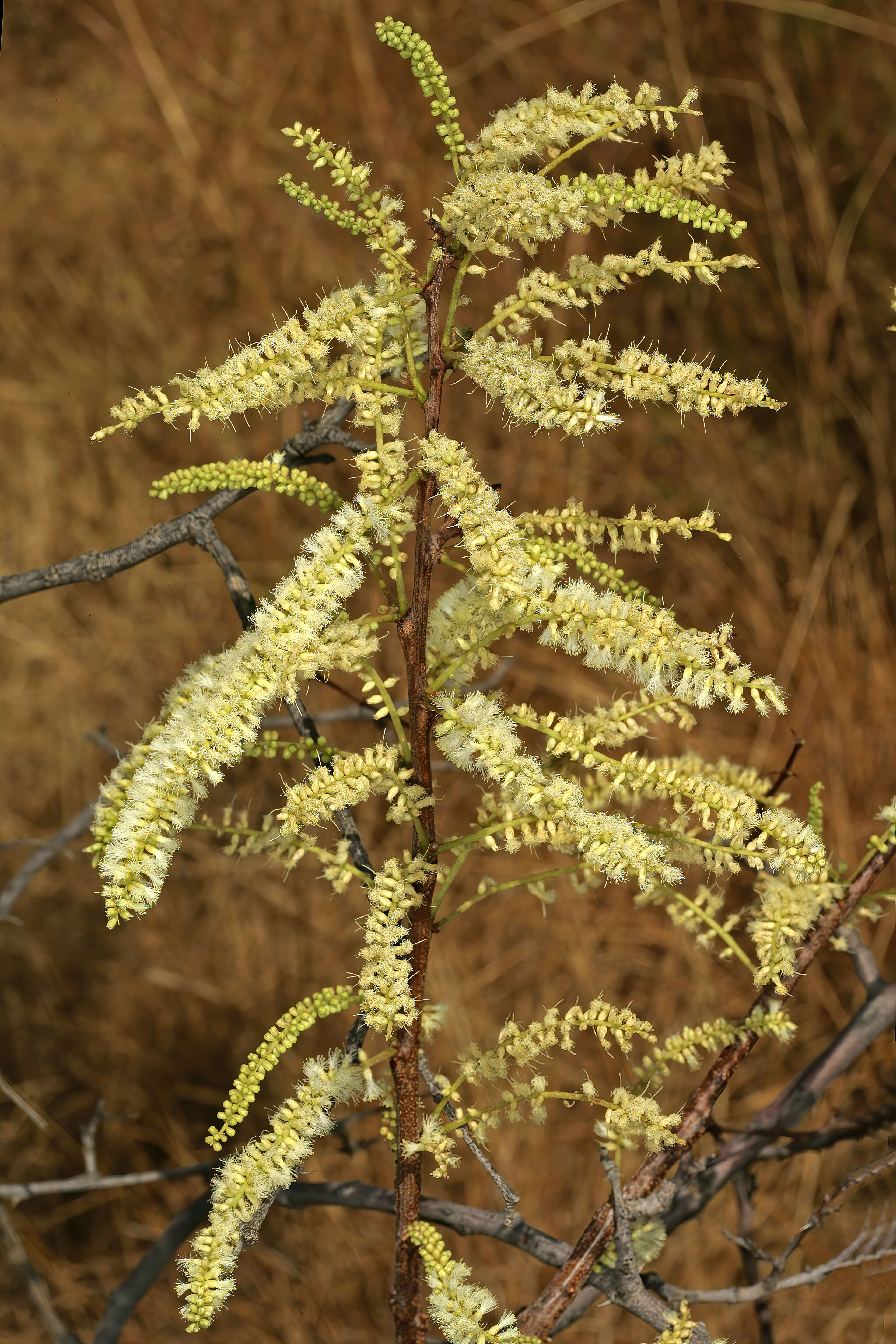 Image of Senegalia hereroensis (Engl.) Kyal. & Boatwr.