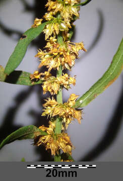 Rumex palustris Sm. resmi