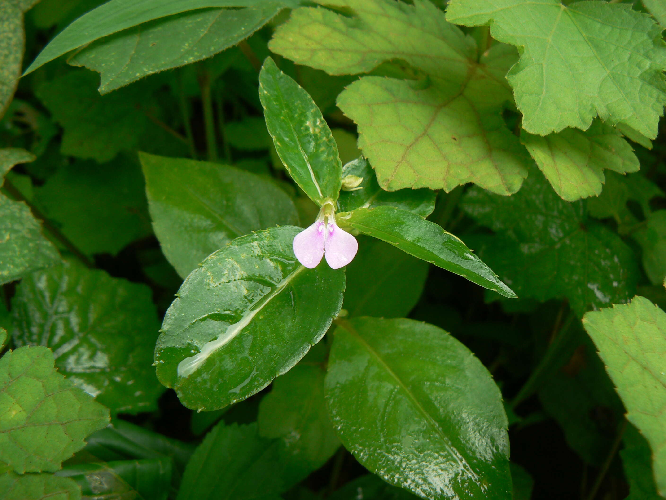 Image of Impatiens minor (DC.) S. S. R. Bennet