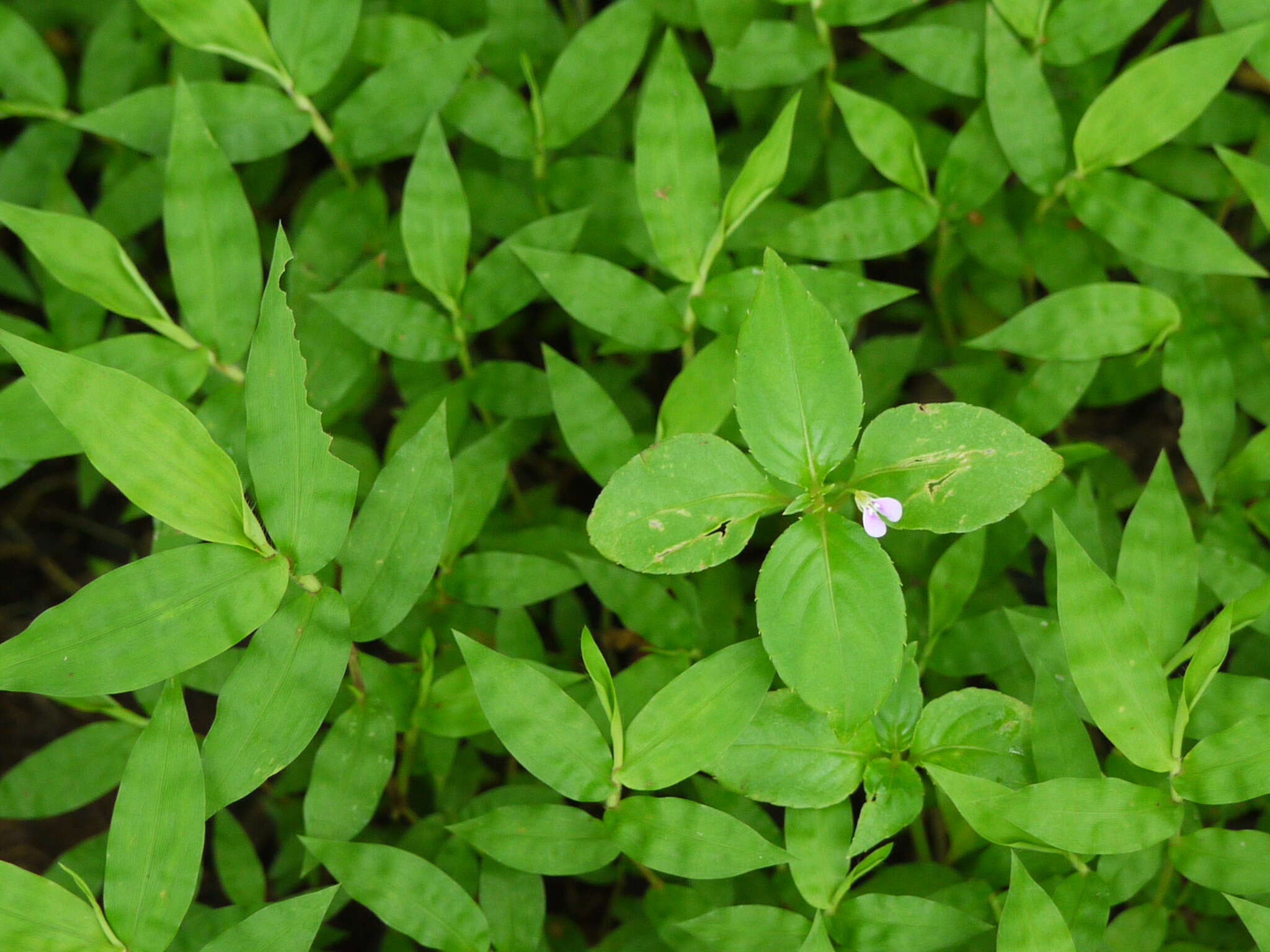 Image of Impatiens minor (DC.) S. S. R. Bennet