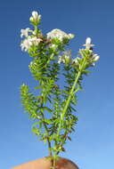 Image of Asperula conferta Hook. fil.